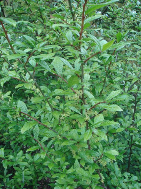Orixa japonica P1D